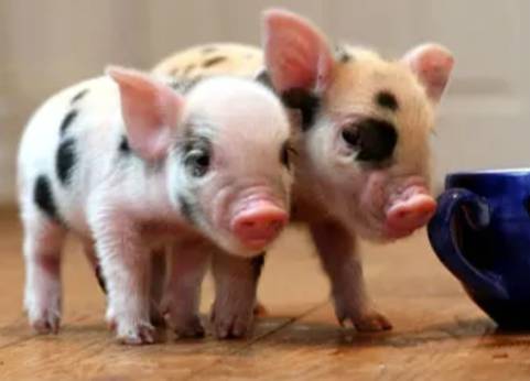 Mascotas mini pig