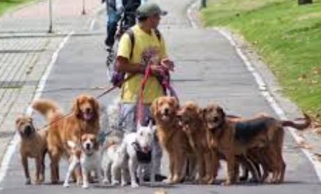 paseadores de perros