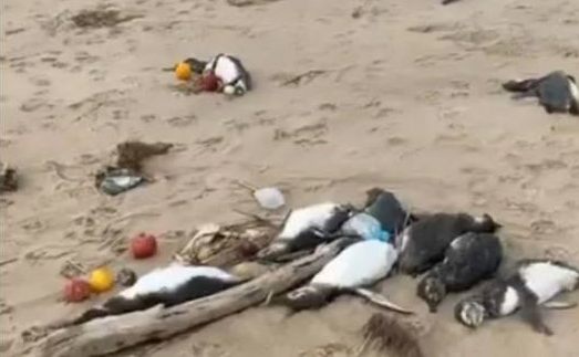 Mortandad de pinguinos en Uruguay