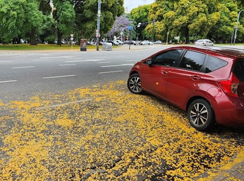 Tipas y jacarandas en Recoleta