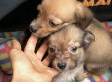Perritos
