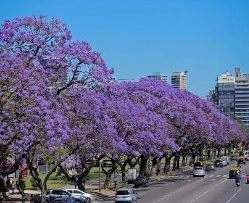 Jacarand�